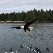 Наглый орел спикировал в лодку и стащил у рыбака улов