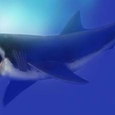 Почему вымерли гигантские акулы