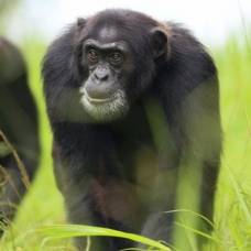 Силу шимпанзе оценили и сравнили с человеческой