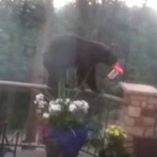 Медведь забрался во двор дома и напугал хозяйна с собакой