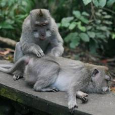 Ловят ли обезьяны блох друг у друга?