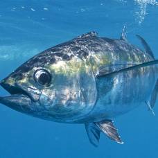 Секретом невероятной маневренности тунца оказались лимфоузлы
