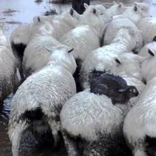 Кролики спаслись от наводнения на спинах овец