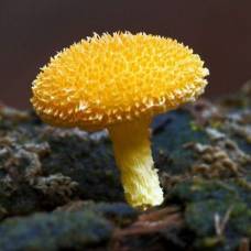 25 самых необычных видов грибов