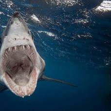 Зачем акула выплевывает свой желудок?