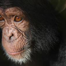 У шимпанзе впервые обнаружили проявления болезни альцгеймера