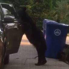 Медведь забрался на заднее сидение автомобиля в поисках еды