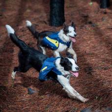 Как восстанавливают сгоревшие леса в чили с помощью собак