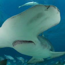 10 фактов об акулах