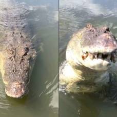 500-Килограммовый крокодил едва не откусил оператору голову