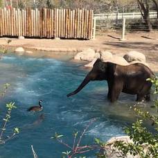 В американском зоопарке слон поплескался в воде с гусем