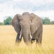 Любопытные факты о слонах