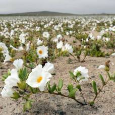 В самой засушливой пустыне мира выросли цветы