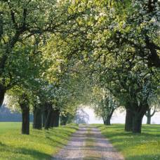 Придорожные деревья удерживают загрязняющие вещества, вредящие пешеходам