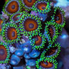 Таймлапс-Видео: жизнь и краски кораллов