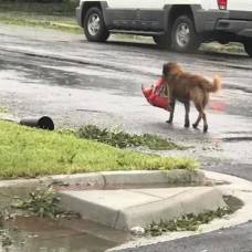 Находчивый пес, спасающийся от урагана "харви", стал героем интернета