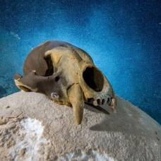 Пещера тысячи лет хранила останки невероятных животных
