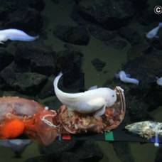 Японцы обнаружили рыбу на рекордном расстоянии от поверхности океана