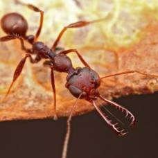 Учёные открыли новый механизм работы муравьиных челюстей