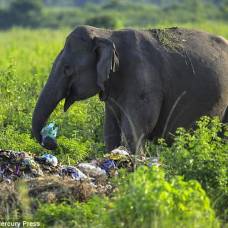 Индийские слоны бросили питаться растениями и начали есть отходы человеческой жизнедеятельности