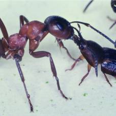 Жуки-Грабители воруют пищу прямо из желудков муравьев-разбойников