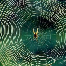 Ученые научили пауков плести сверхпрочные нити