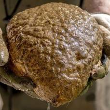 Мозгоподобное существо, найденное в канаде, оказалось колонией древнейших организмов