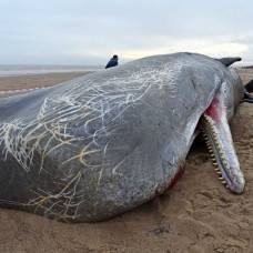 Самоубийства китов объяснили солнечной активностью