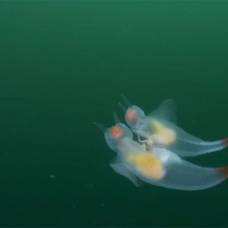 Танец любви морских ангелов