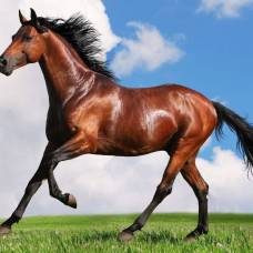 Ахалтекинская лошадь, или ахалтекинец (туркм. ahal-teke aty)