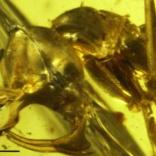 Новый вид ископаемых адских муравьев назвали в честь влада дракулы