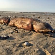 Ураган "харви" выбросил на пляж в техасе неизвестное существо