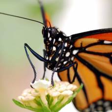 Причиной массовой гибели бабочек-монархов назвали бури и ураганы