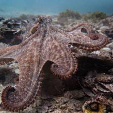У побережья австралии обнаружен город осьминогов - октландида