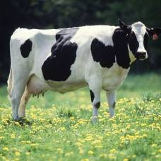 Странные истории о коровах