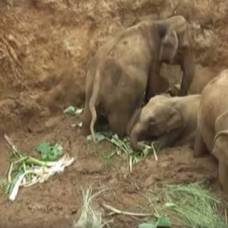 В шри-ланке семью слонов вытащили из ямы экскаватором