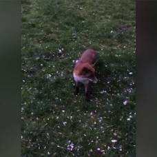 Собака порезвилась в парке в компании дикой лисы