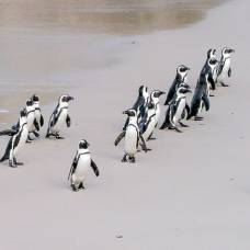 Биологи впервые описали стратегию коллективной охоты пингвинов