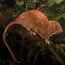 На соломоновых островах нашли гигантскую крысу, упоминаемую в легендах