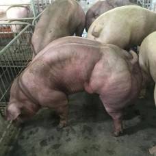 Камбоджийский фермер разводит мускулистых свиней-мутантов