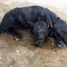 В пакистане на ферме родился двухголовый теленок