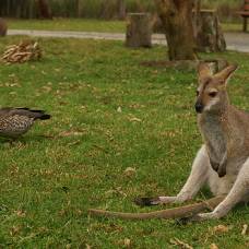 Почемучка: есть ли у самцов кенгуру сумка?