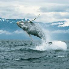 Киты способны петь. интересные факты о китах.