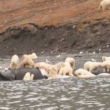 На чукотке 200 белых медведей пришли объесть тушу выброшенного на берег кита