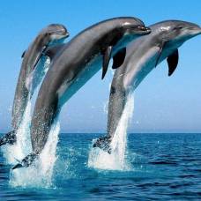 У дельфинов, работающих с людьми, обнаружили особенный акцент