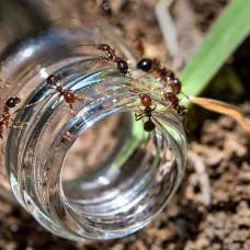 Опасные огненные муравьи впервые добрались до южной кореи