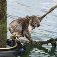 Береговая охрана спасла заплывшую в море коалу