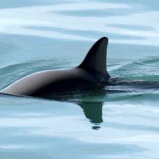 Боевые дельфины вмф сша спасут вымирающих морских свиней