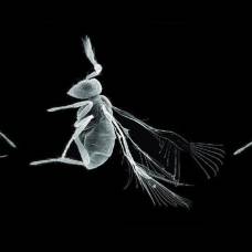 Исследователи изучили строение одних из самых маленьких насекомых в мире