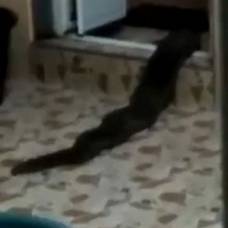 Неизвестное существо из туалета напугало семью малайзийцев